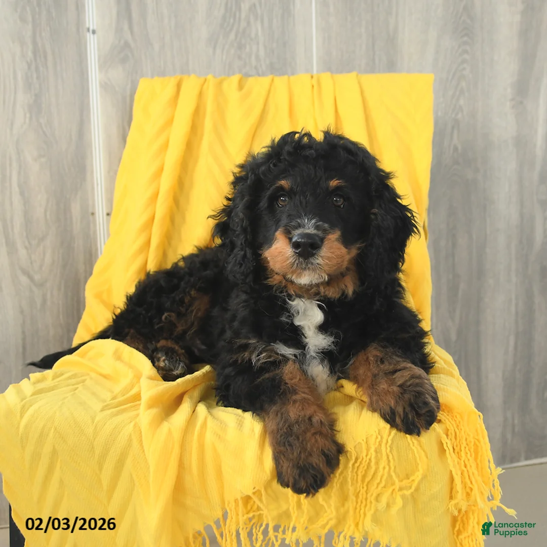 Mini Bernedoodle dogs for sale: Biscuit - Ad 3