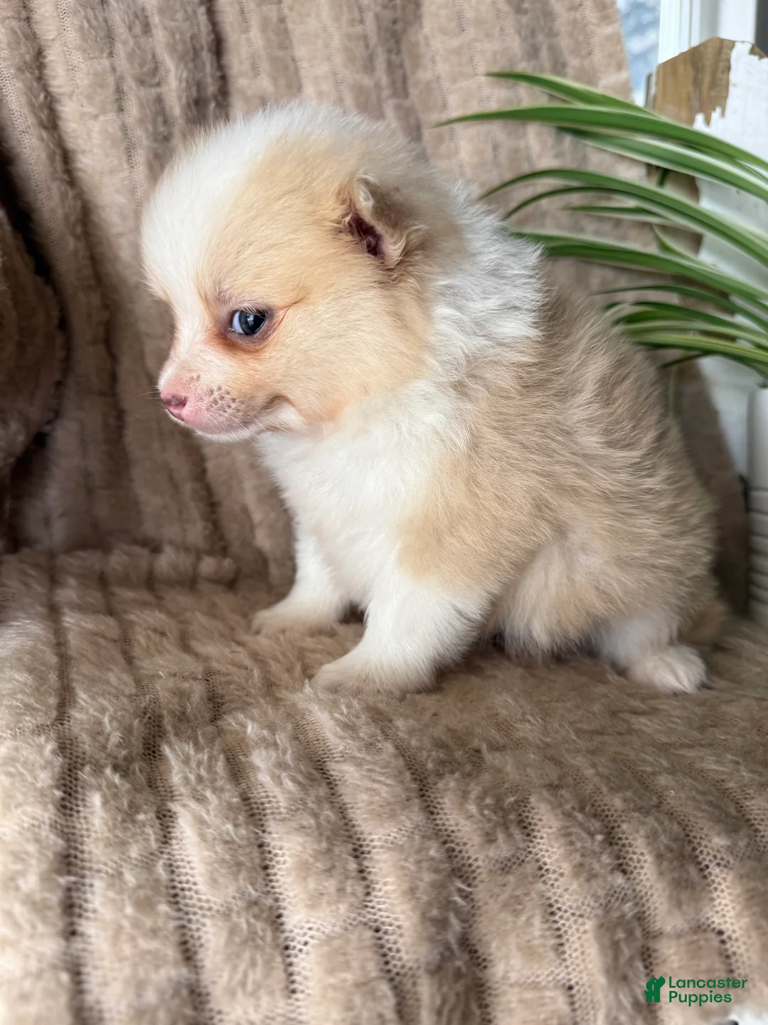 Pomeranian dogs for sale: Ryan - Ad 17