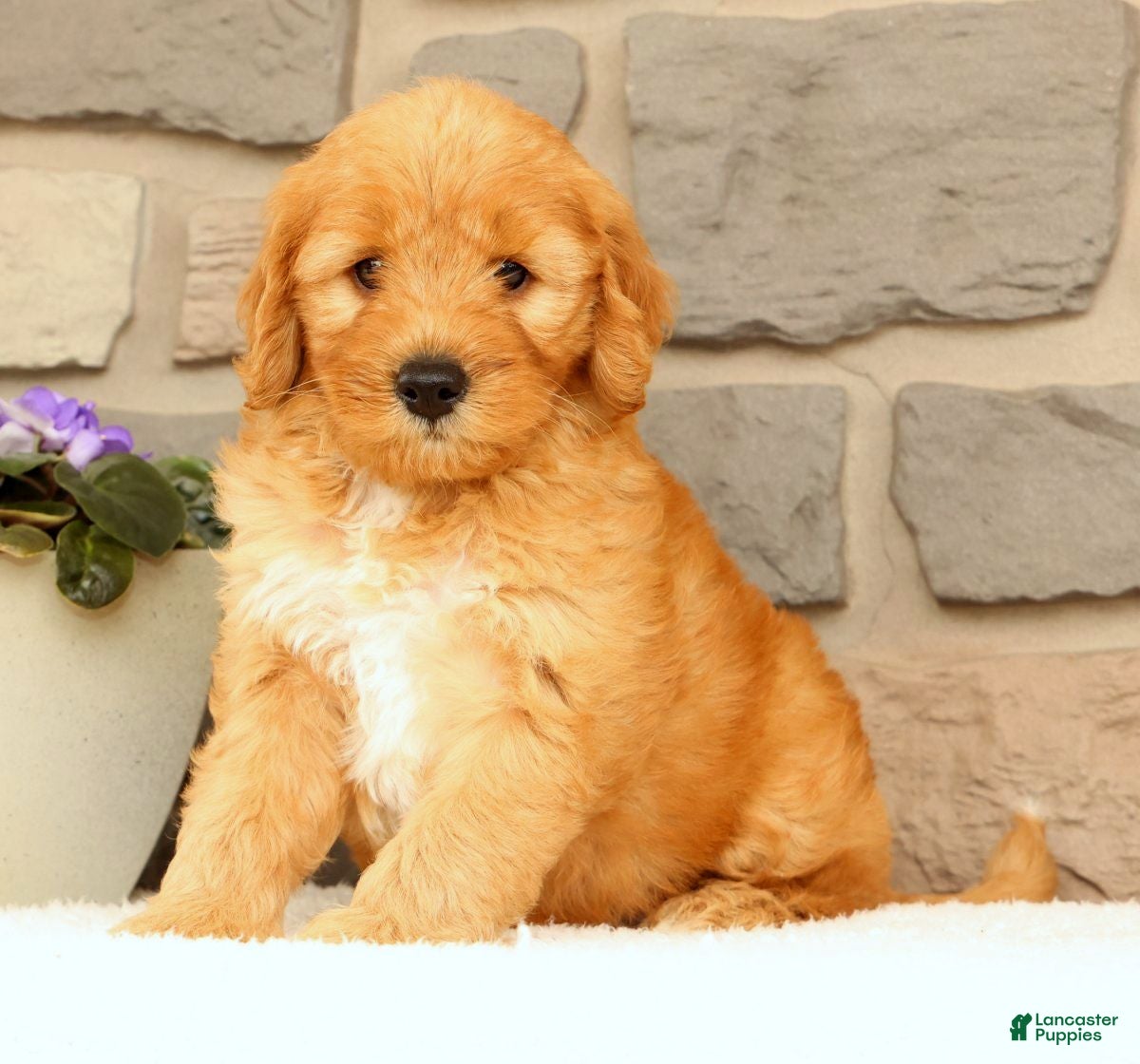 Mini Goldendoodle dogs Chester - Ad 2