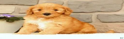 Mini Goldendoodle dogs for sale: Chester - Ad 2