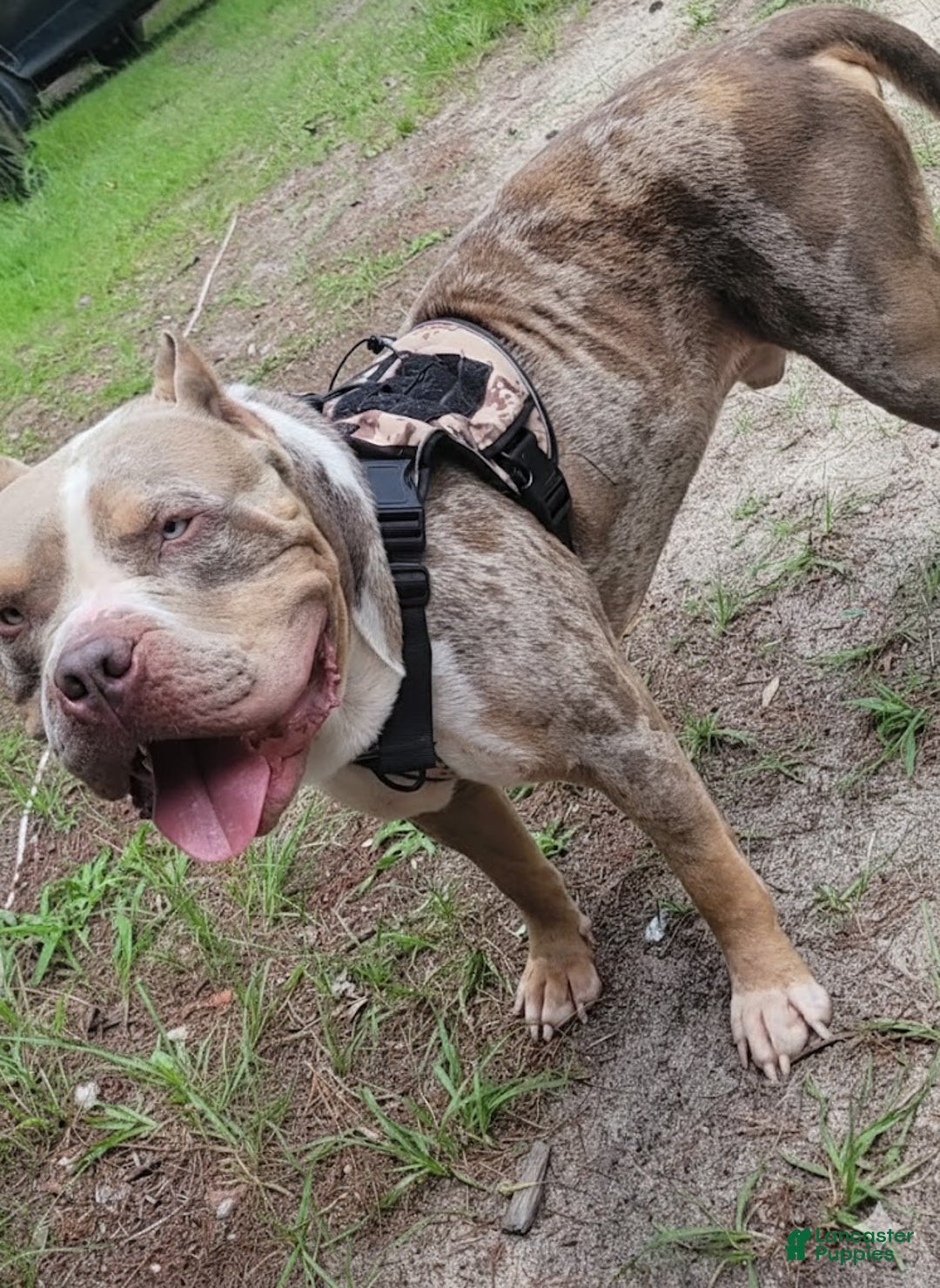 American Bully dogs for sale: GUY - Ad 2