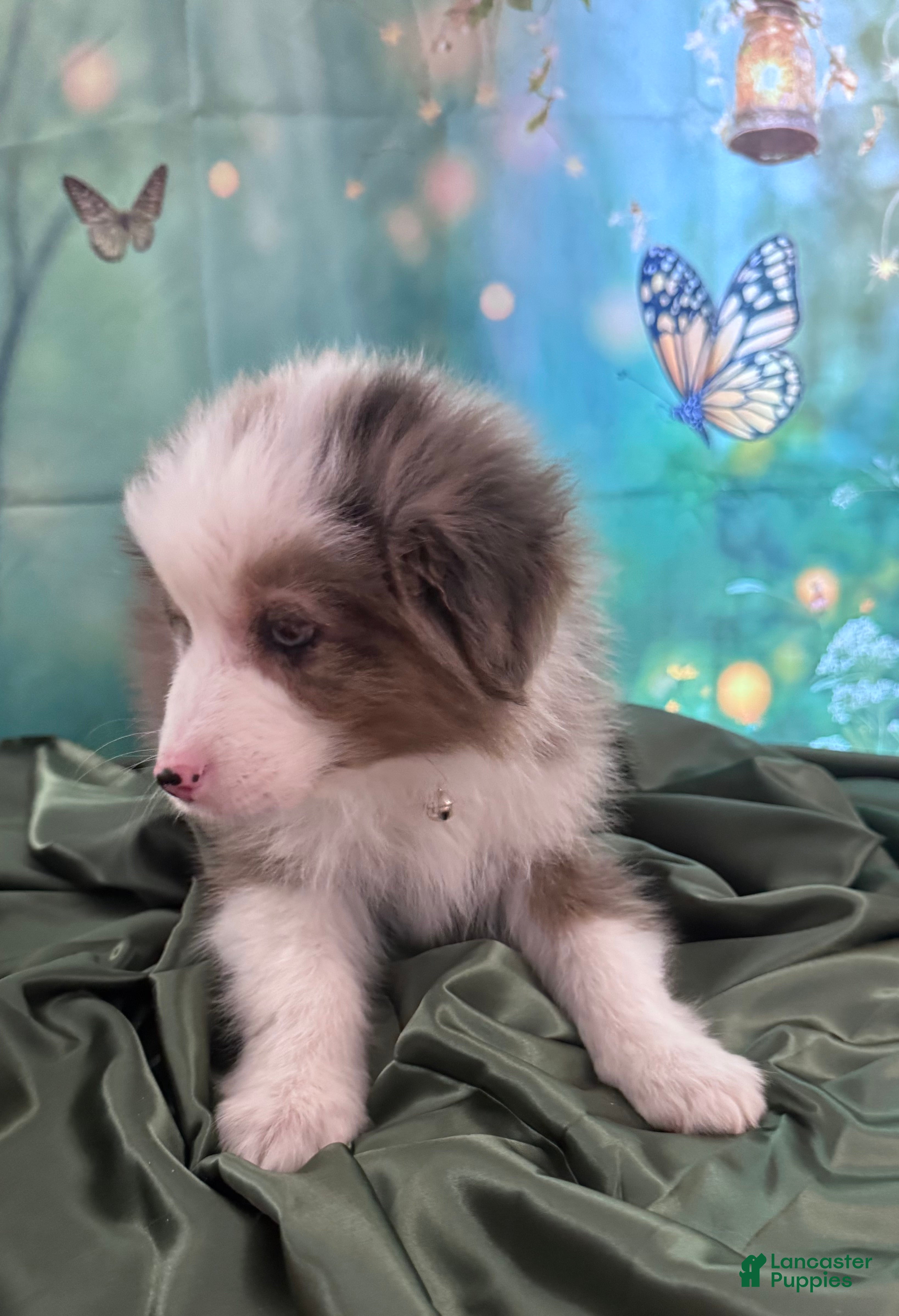 Australian Shepherd dogs Australian Shepherd Puppy - Tan Collar - Ad 2