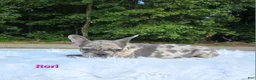 Frenchton dogs for sale: Ruri - Ad 3