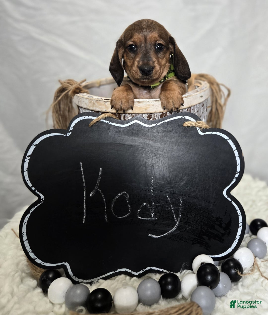 Miniature Dachshund dogs for sale: Kody - Ad 5