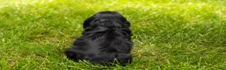 Cocker Spaniel dogs for sale: Inky  - Ad 5