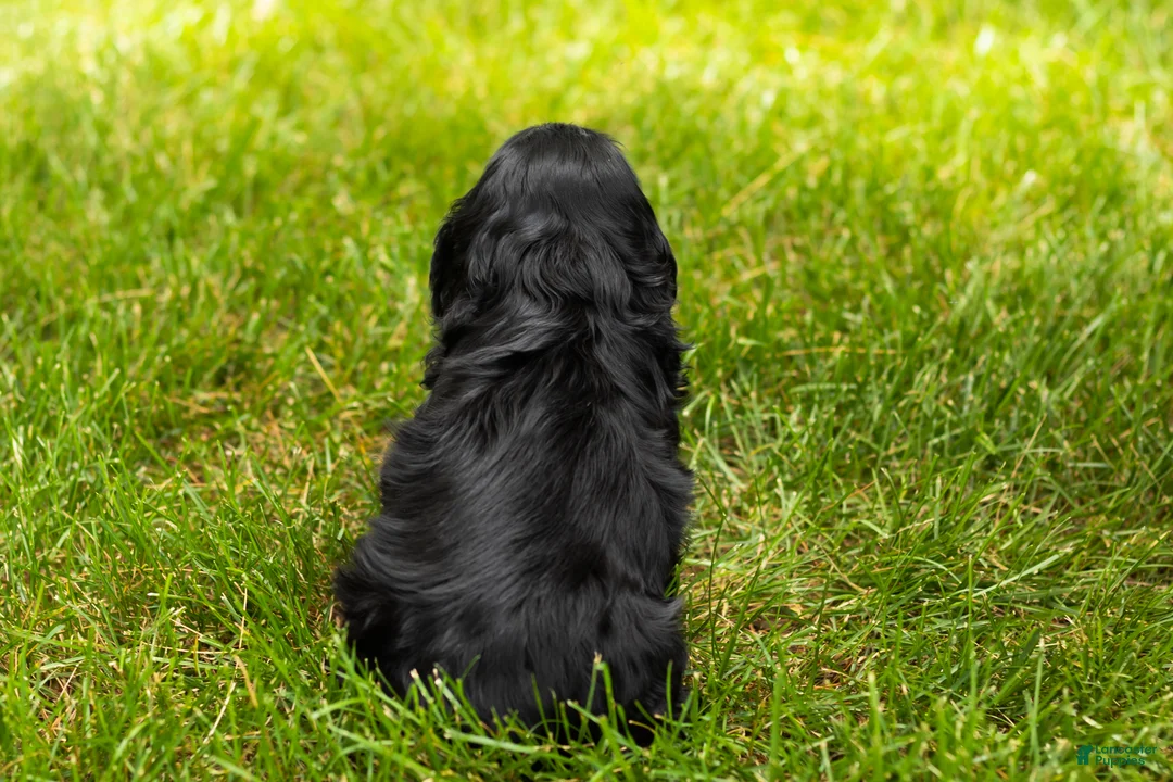 Cocker Spaniel dogs for sale: Inky  - Ad 5
