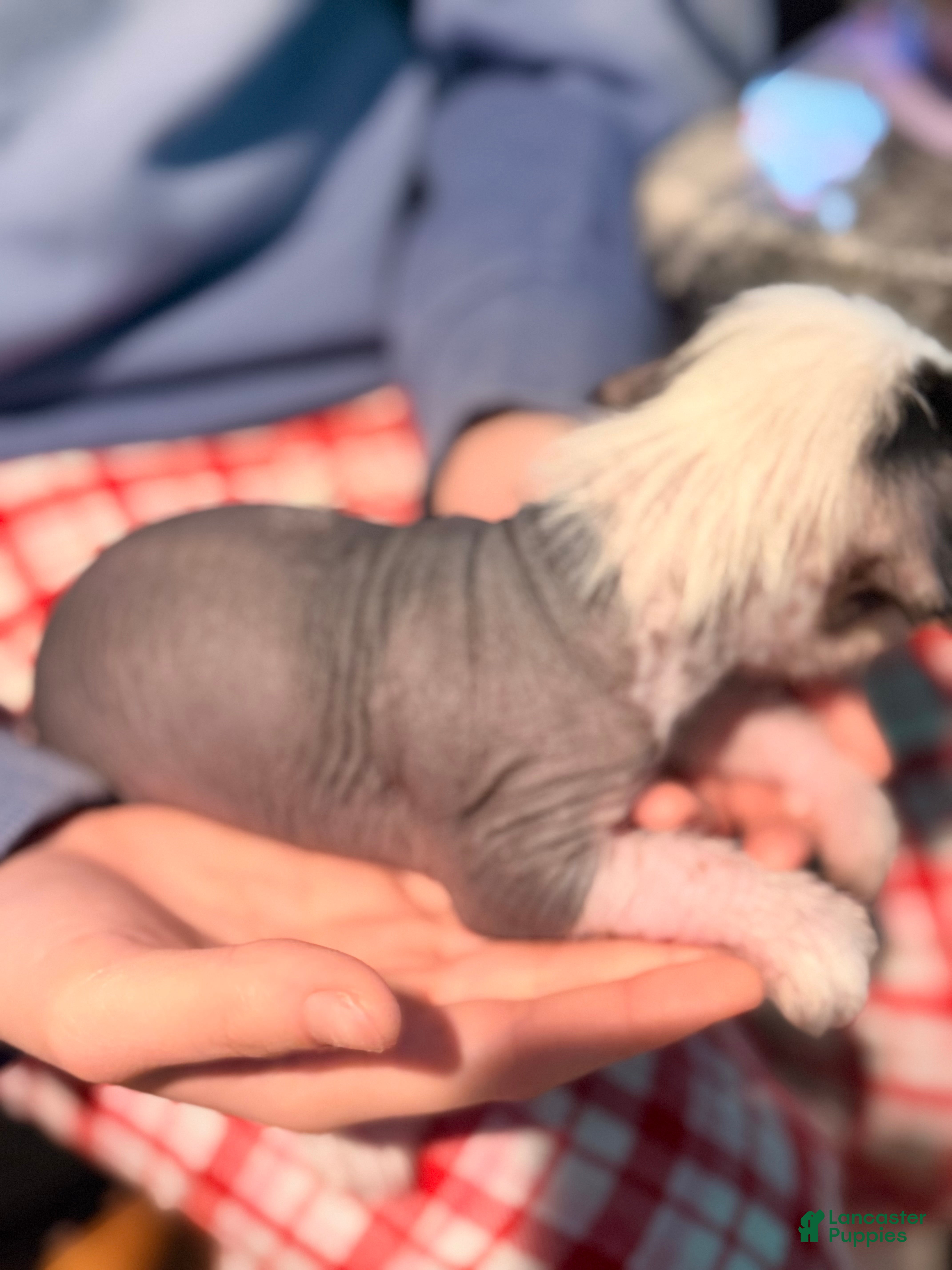 Chinese Crested dogs Chinese Crested Puppy 1 - Ad 1