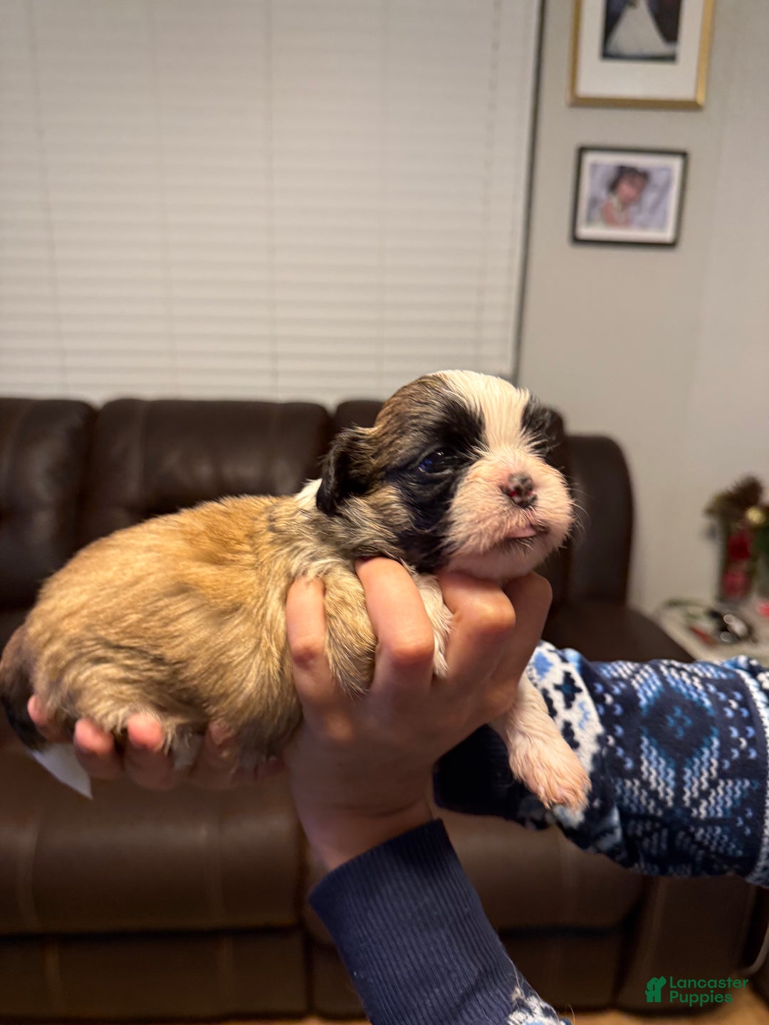 Shih Tzu dogs for sale: Shih Tzu Puppy 2 - Ad 6