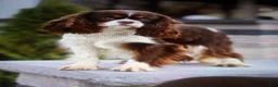 Cavalier King Charles Spaniel dogs for sale: Enzo - Ad 8