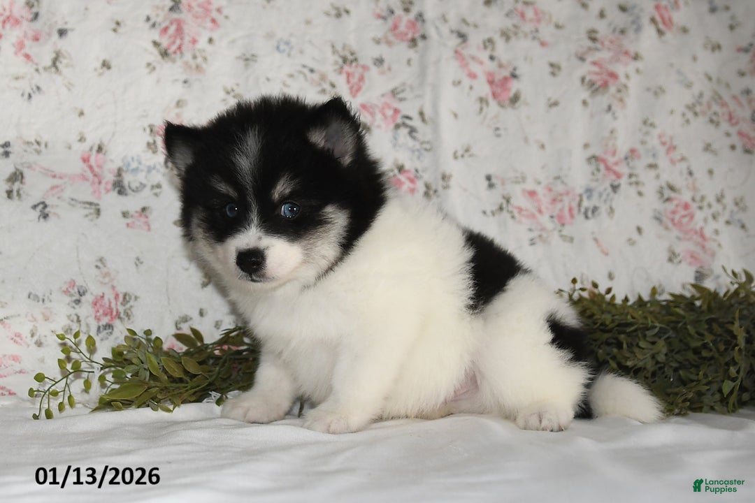 Pomsky dogs for sale: Kirk - Ad 2