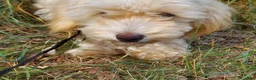 Maltipoo dogs for sale: Ophelia, great for apartments, MaltiPoo female, non-shedding - Ad 3