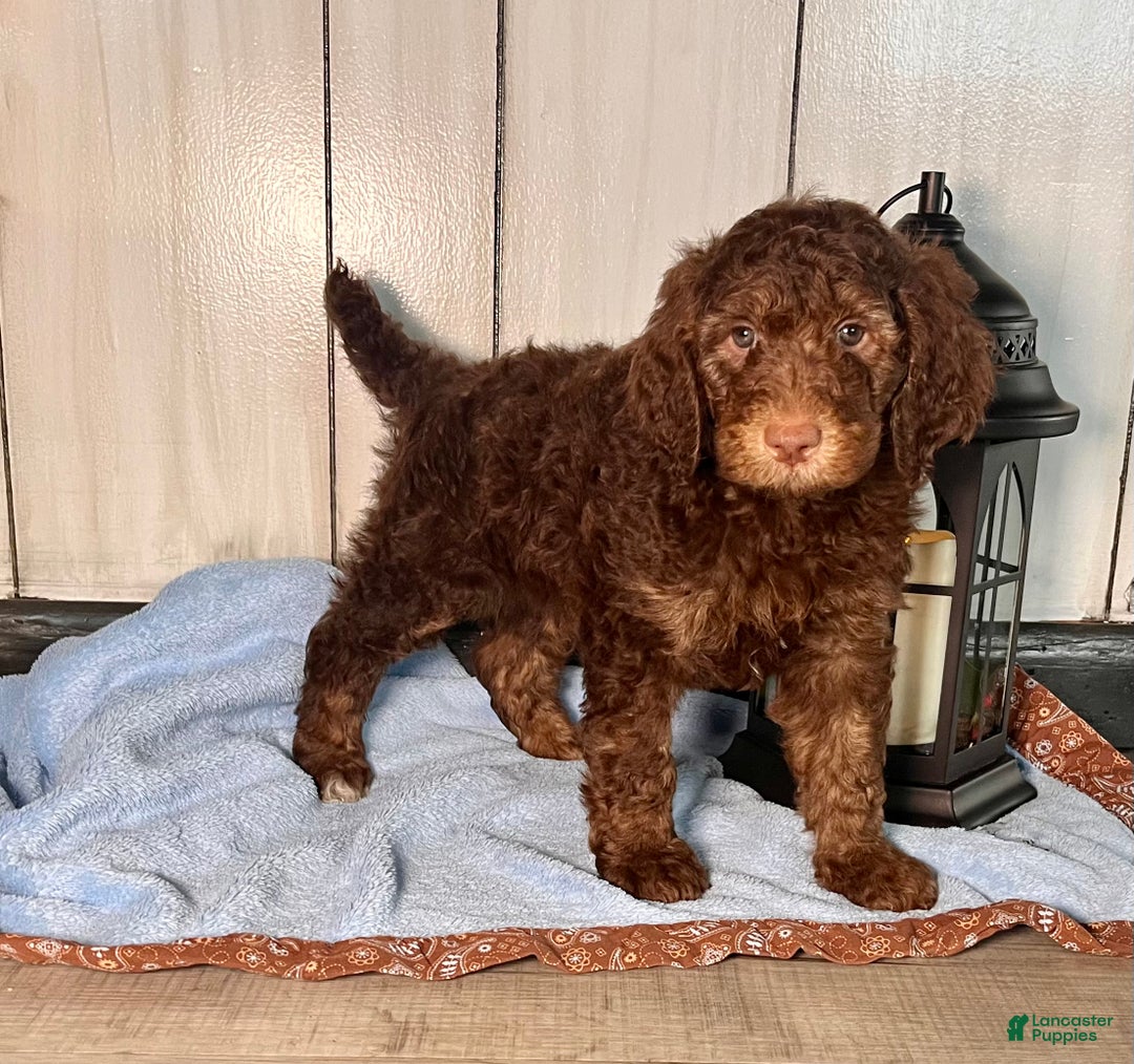 Standard Poodle dogs for sale: Milo❤️🐾AKC Genetic Tested ❤️6108066386 - Ad 1