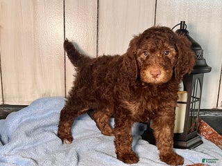 Standard Poodle dogs Milo❤️🐾AKC Genetic Tested ❤️6108066386 - Ad 15