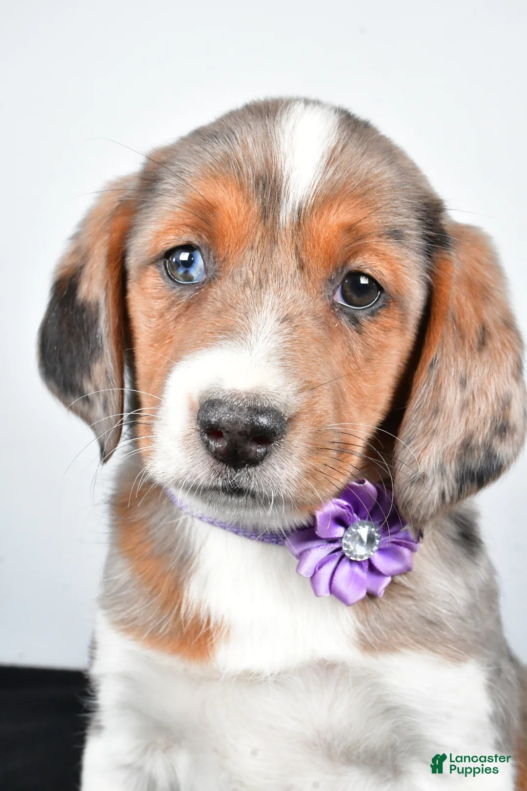 Mixed Breed dogs for sale: Twinkie - Ad 7