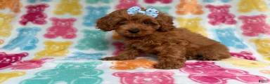Rosie