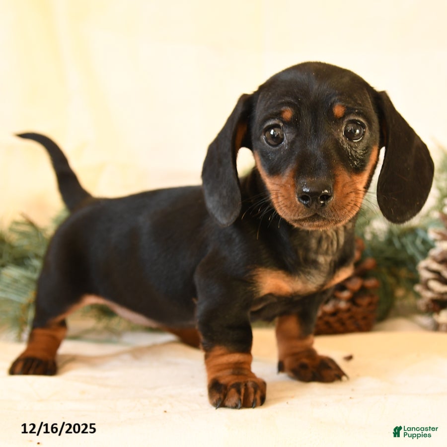 Miniature Dachshund dogs Candy - Ad 9