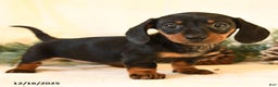Miniature Dachshund dogs for sale: Candy - Ad 1