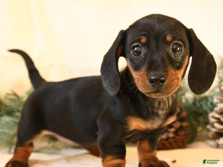 Miniature Dachshund dogs Candy - Ad 4