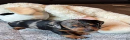 Dachshund dogs for sale: Dachshund 1 - Ad 18