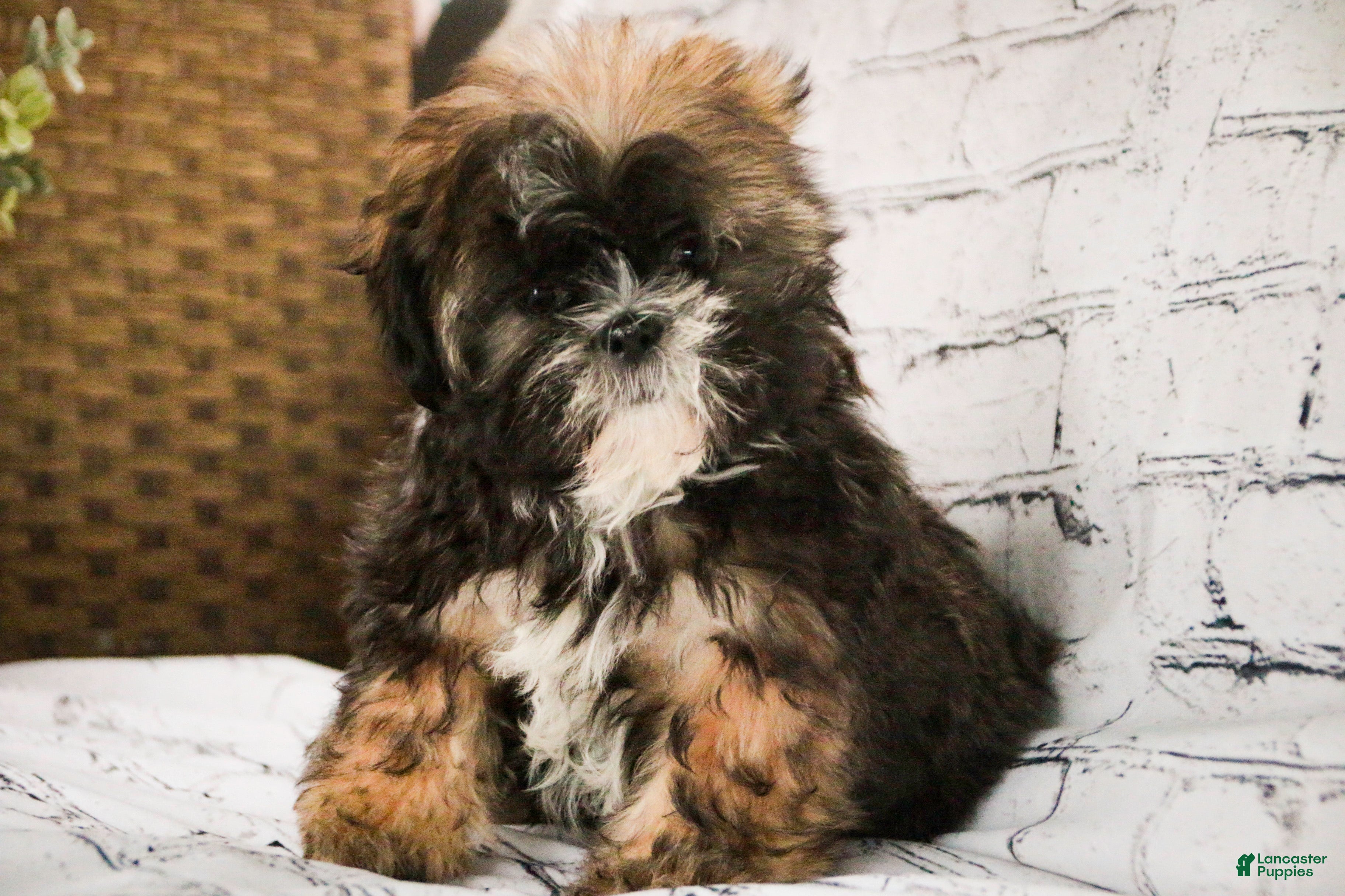 Shih Tzu dogs Shep - Ad 12