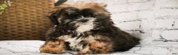Shih Tzu dogs for sale: Shep - Ad 1
