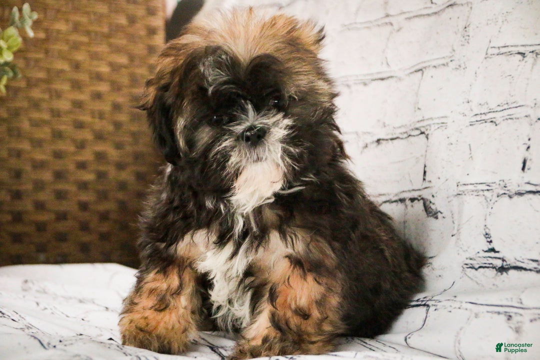 Shih Tzu dogs for sale: Shep - Ad 1