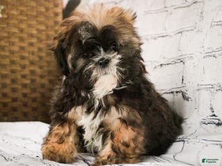 Shih Tzu dogs Shep - Ad 12
