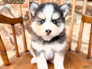 Pomsky dogs Cleo - Ad 5