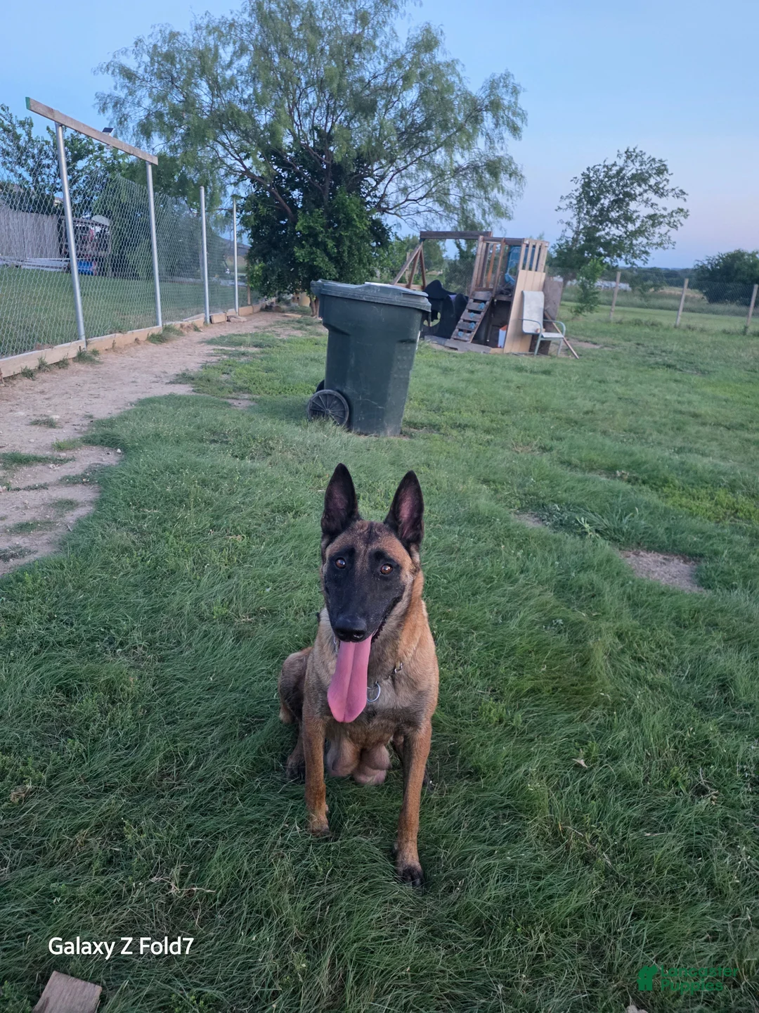 Belgian Malinois dogs for sale: Belgian Malinois Puppy 3 - Ad 2