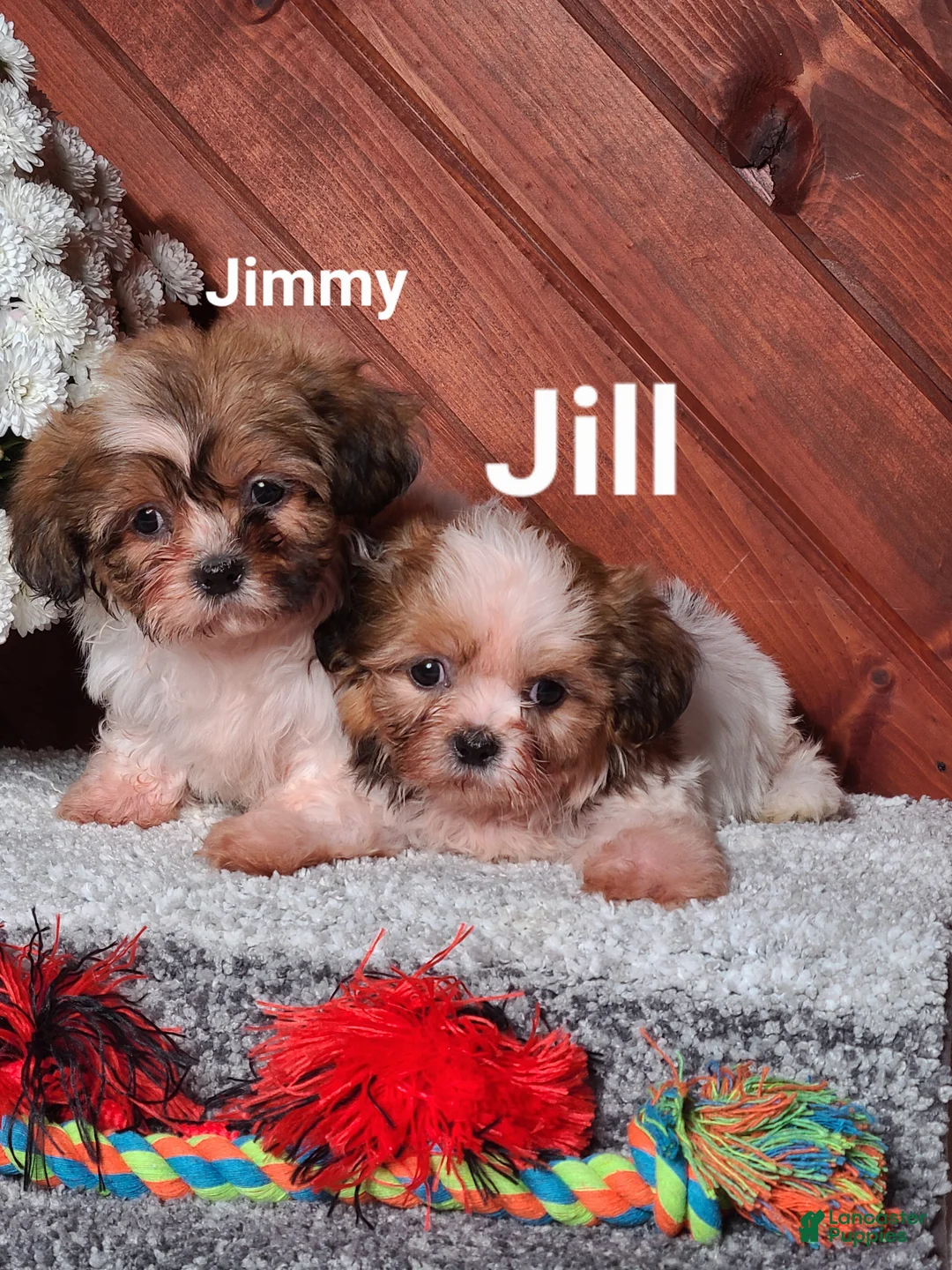 Shih Tzu dogs for sale: Jill  - Ad 6