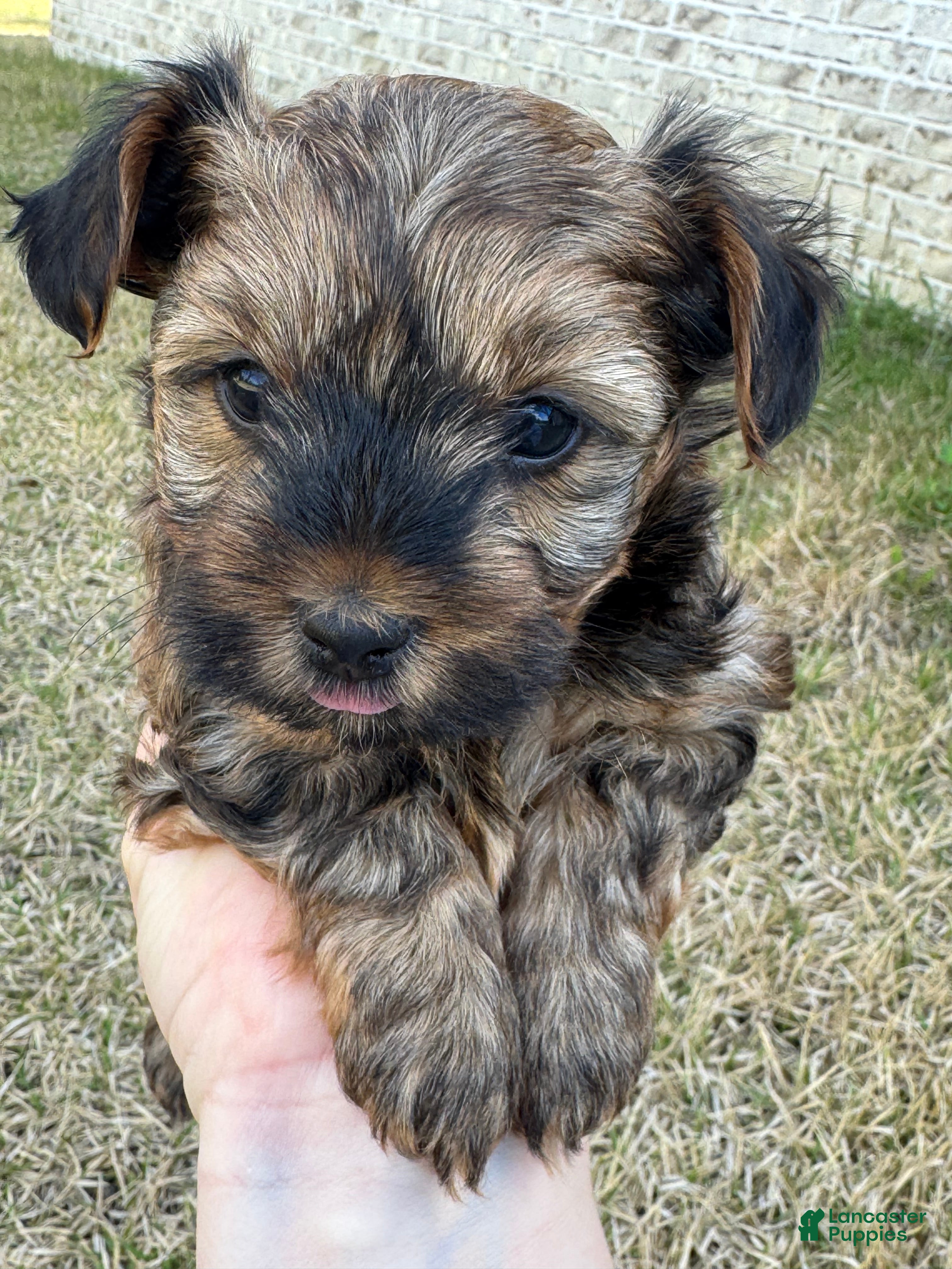 Yorkshire Terrier dogs Yorkshire Terrier Puppy 1 - Ad 2