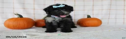 Mini Aussiedoodle dogs for sale: Bella - Ad 1