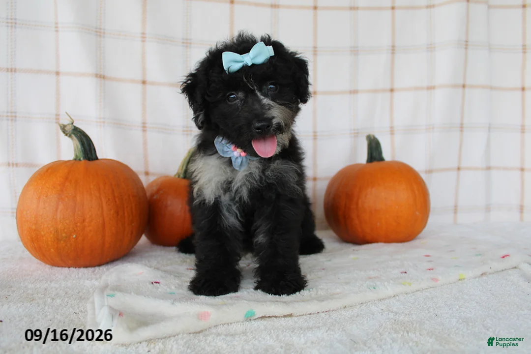 Mini Aussiedoodle dogs for sale: Bella - Ad 1