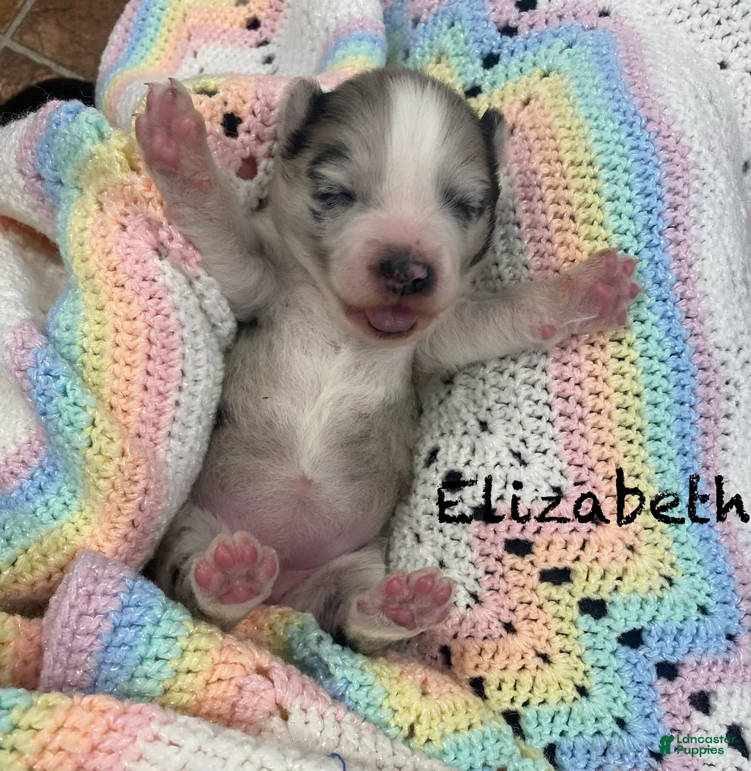 Pomsky dogs for sale: Elizabeth  - Ad 1