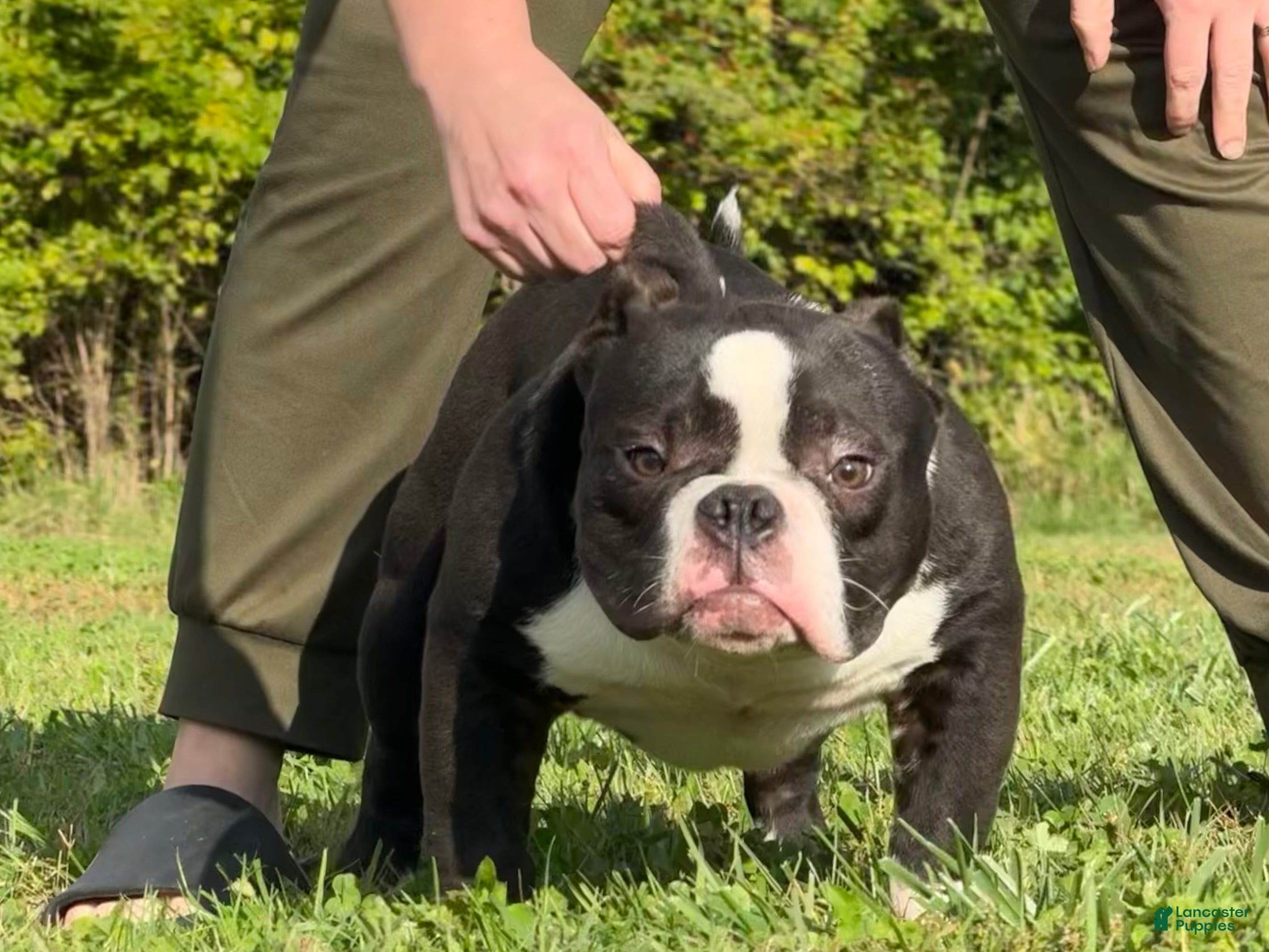 American Bully dogs American Bully Puppy 2 - Ad 11