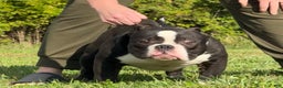 American Bully dogs for sale: American Bully Puppy 2 - Ad 1
