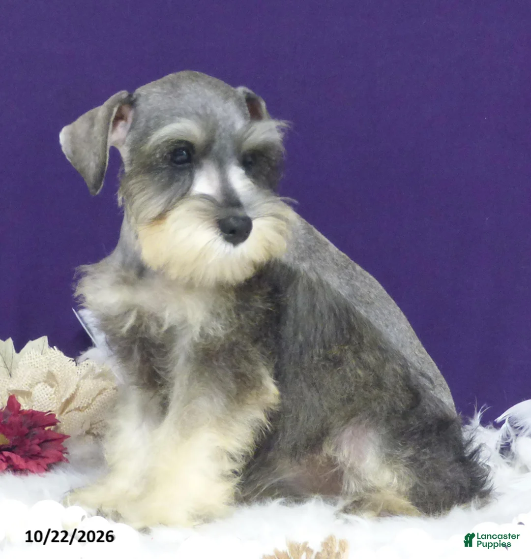 Miniature Schnauzer dogs for sale: Twinkles - Ad 5