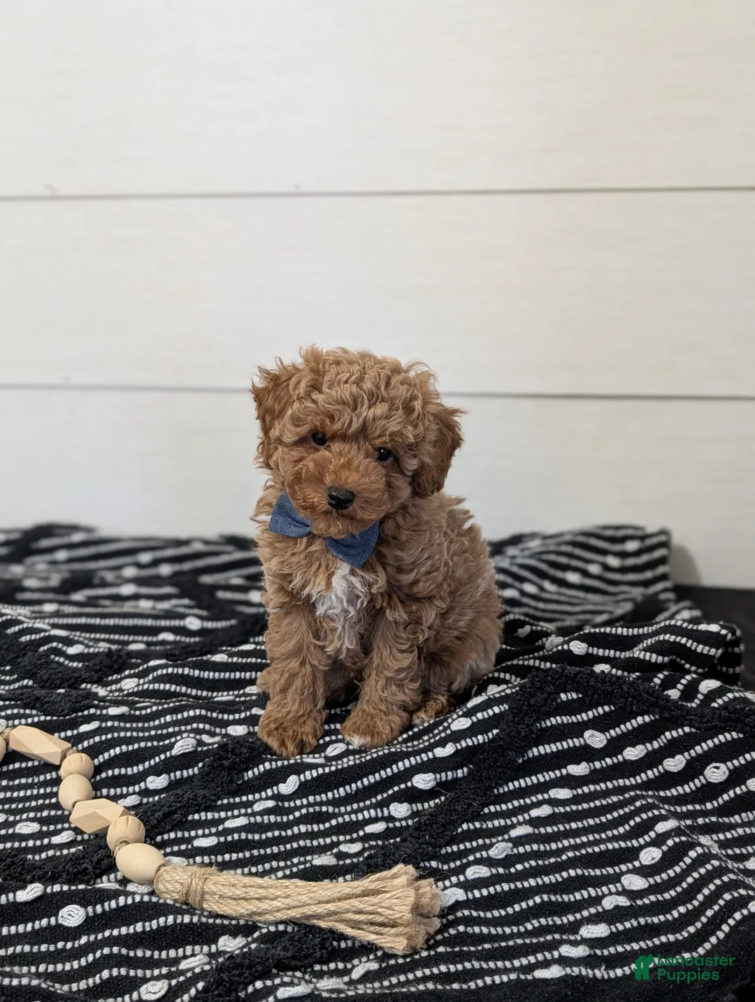 Toy Poodle dogs for sale: Peanut Butter  - Ad 2