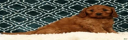 Cavapoo dogs for sale: Bruce - Ad 5