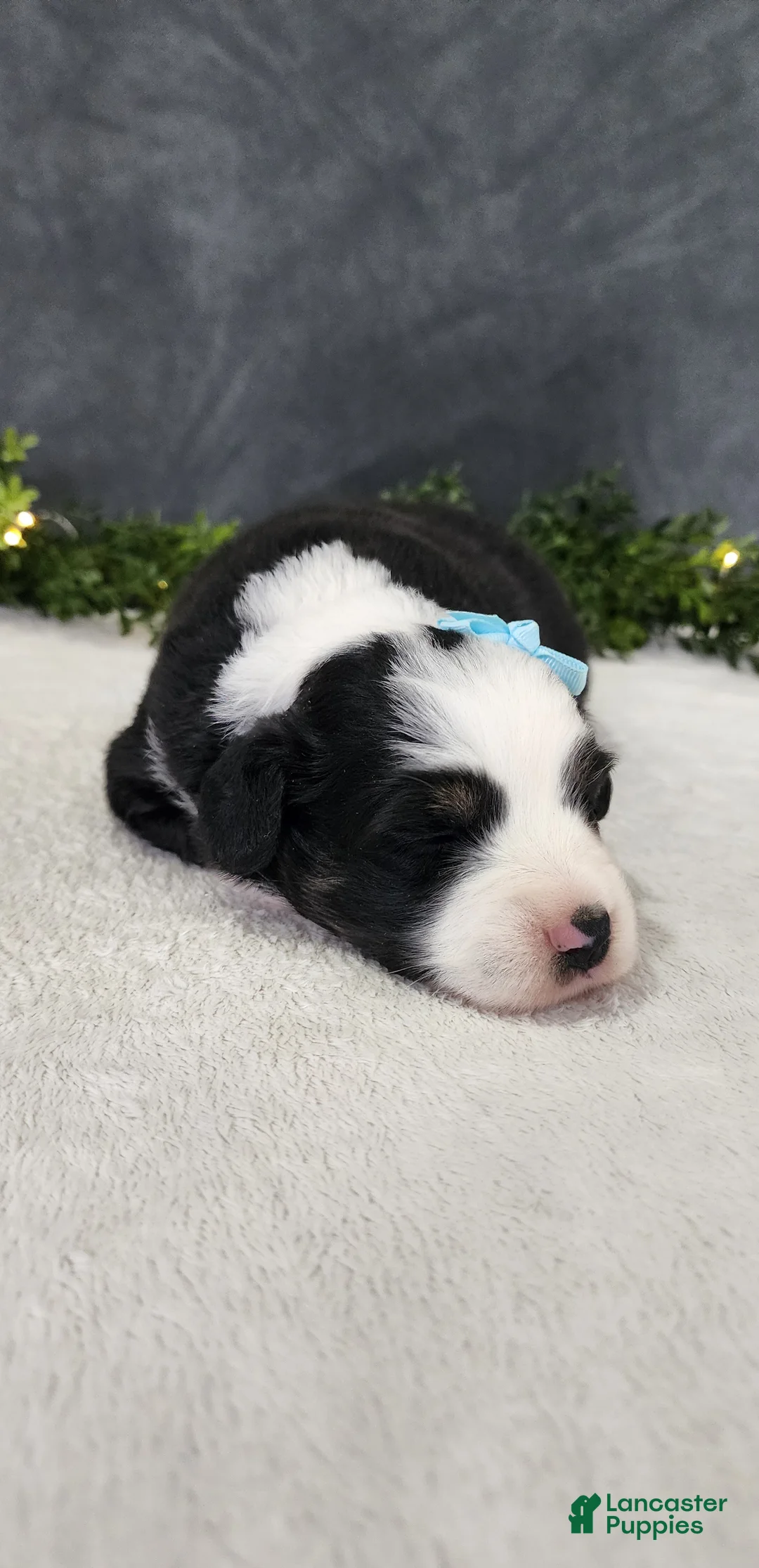 Miniature Australian Shepherd dogs for sale: Oliver  - Ad 5