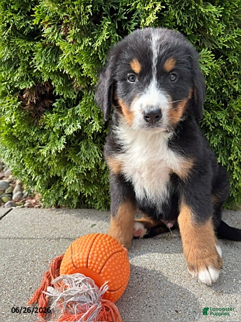 Bernese Mountain Dog dogs Bentley - Ad 2