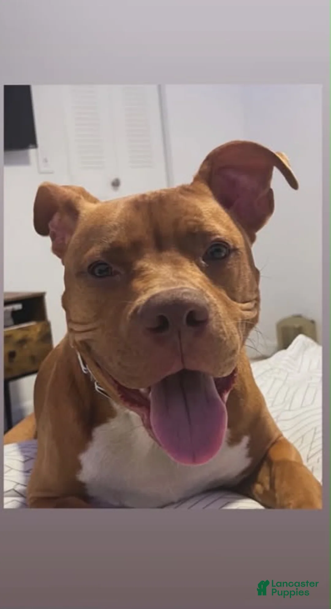 American Pit Bull Terrier dogs for sale: American Pit Bull Terrier 1 - Ad 2
