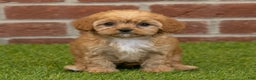 Cavapoo dogs for sale: Aspen - Ad 7