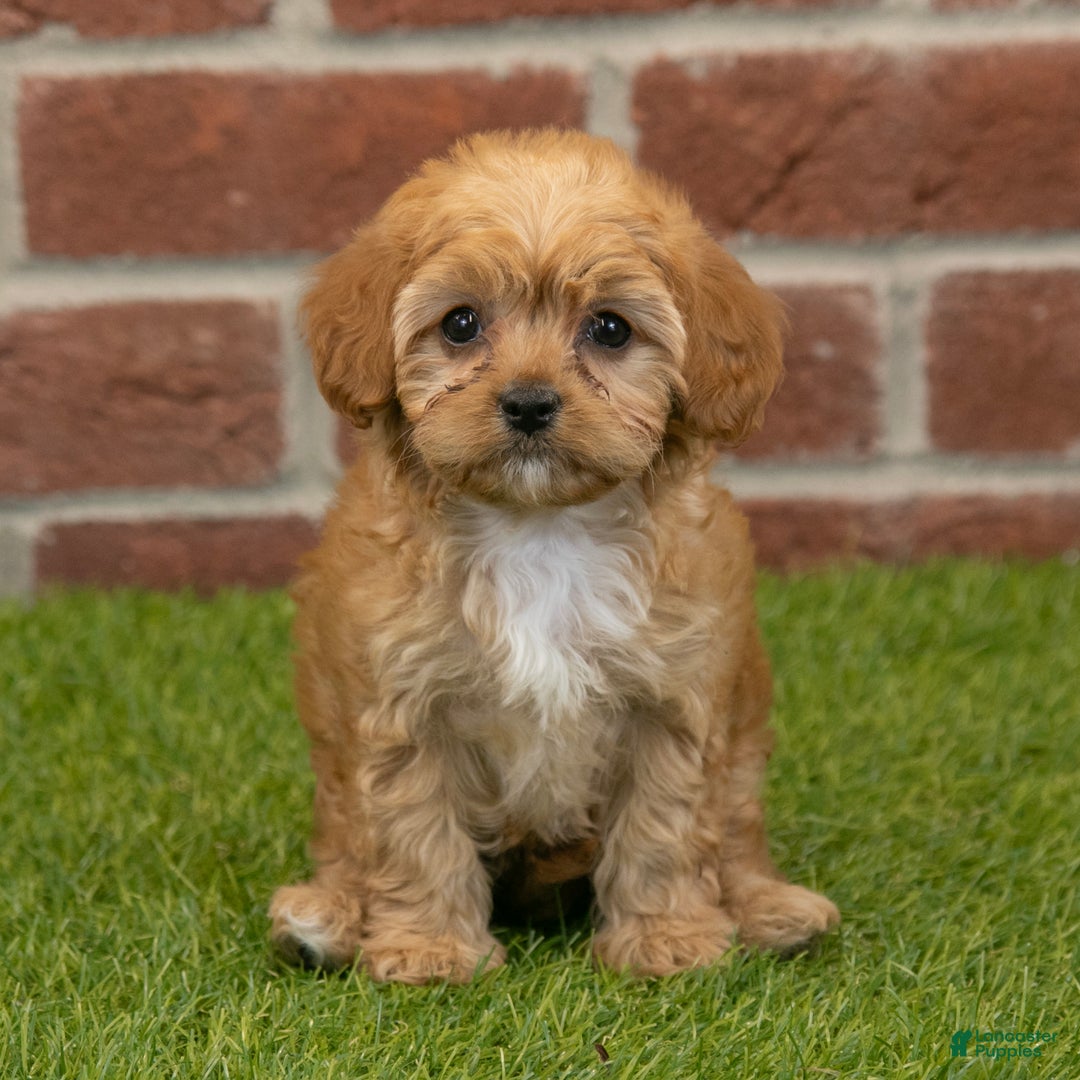 Cavapoo dogs for sale: Aspen - Ad 7