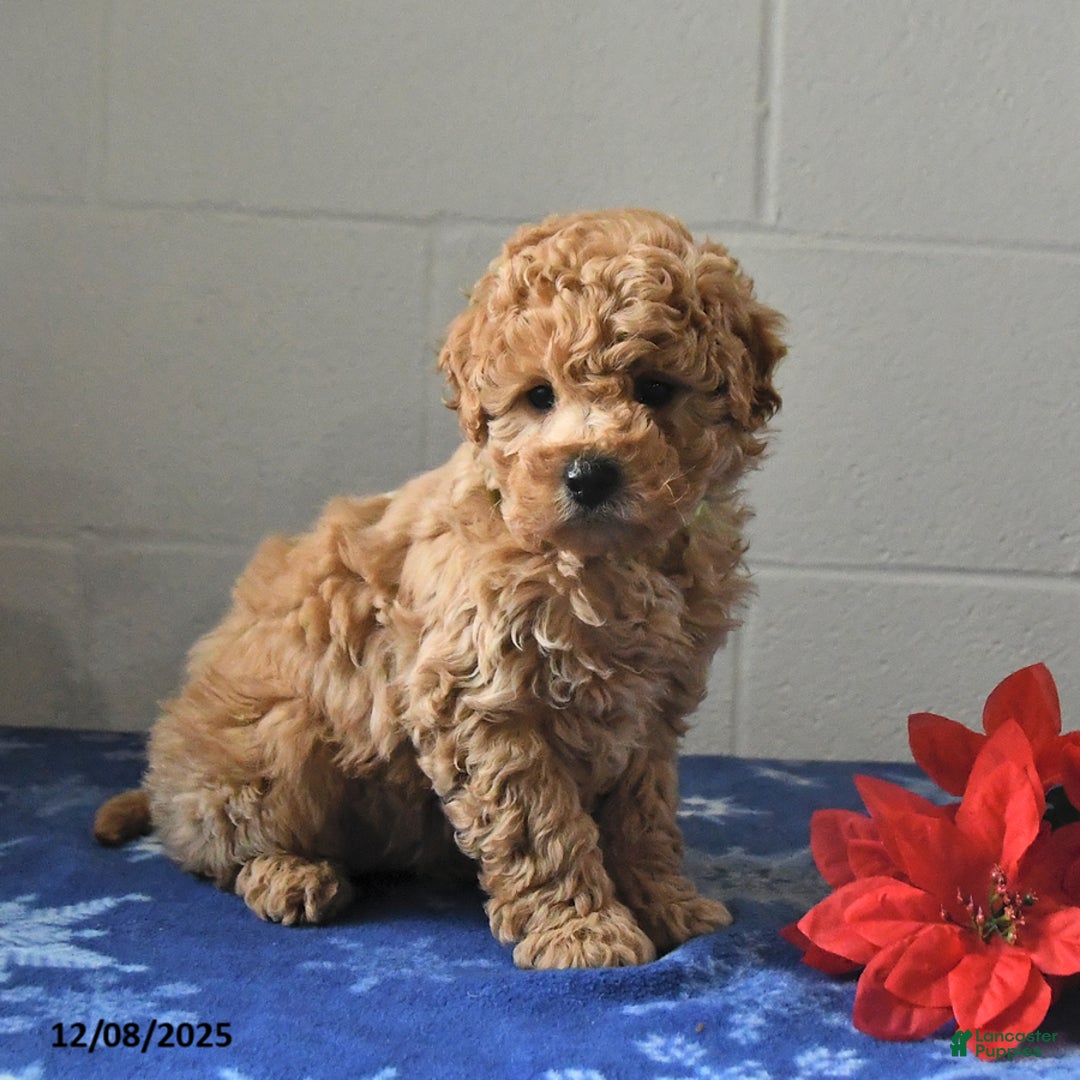 Miniature Labradoodle dogs for sale: Riley - Ad 3