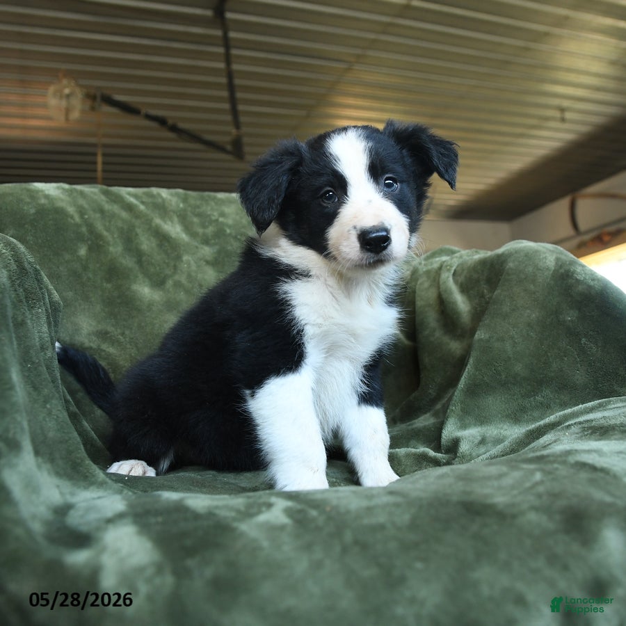 Border Collie dogs Archibald - Ad 2