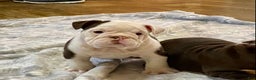 English Bulldog dogs for sale: Willow  - Ad 7