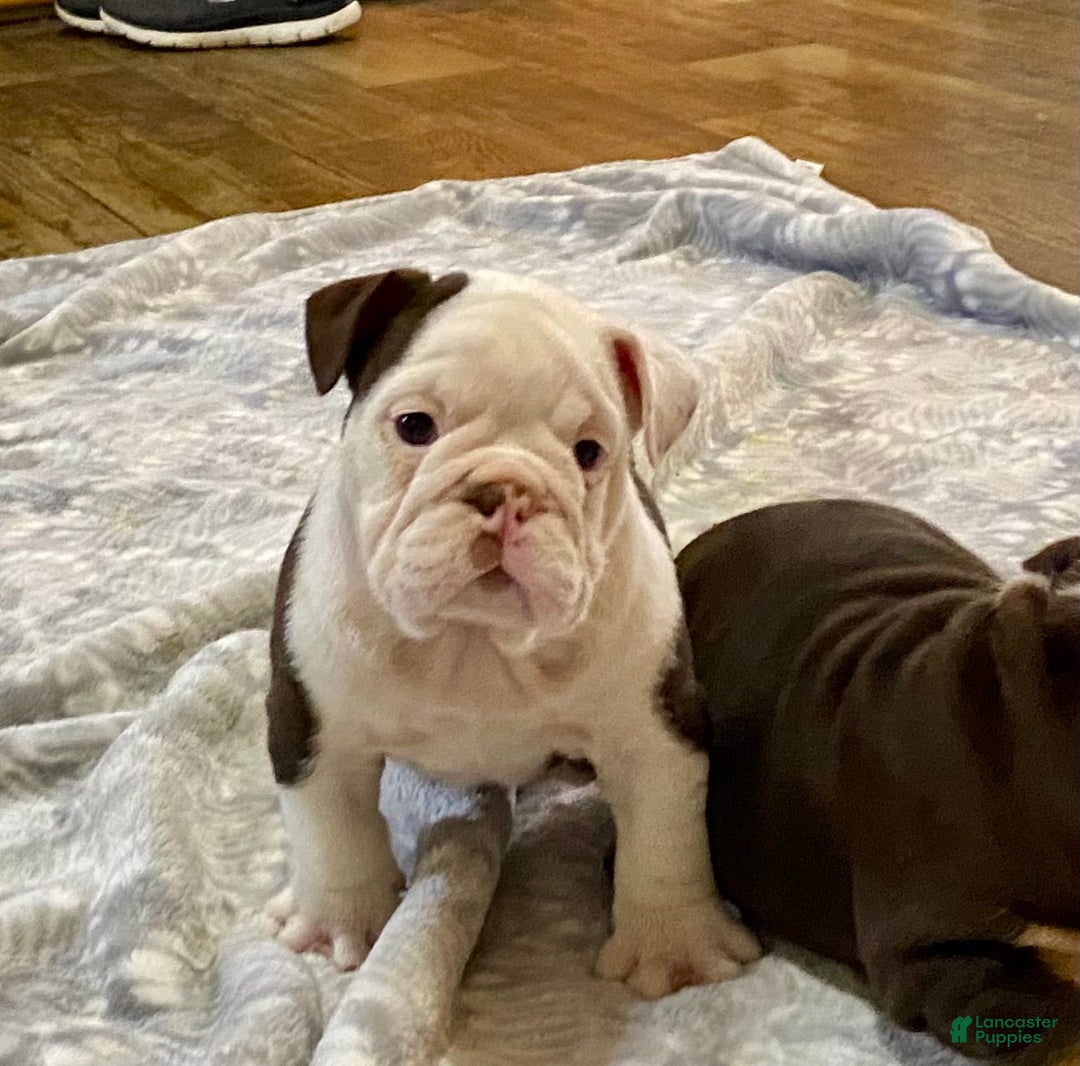 English Bulldog dogs for sale: Willow  - Ad 7