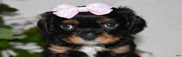Cavalier King Charles Spaniel dogs for sale: Cavalier King Charles Spaniel 5 - Ad 7