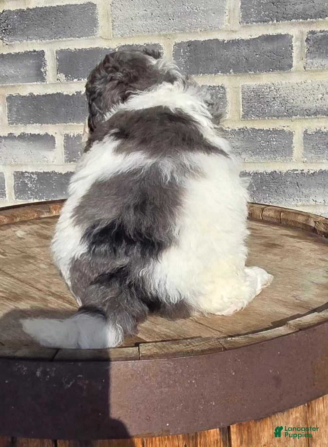 Mini Goldendoodle dogs for sale: Smokey - Ad 7